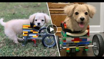 Abandoned Puppy Gets Another Chance At A Happy Life With A LEGO Wheelchair Made By 12-Year-Old Bo...